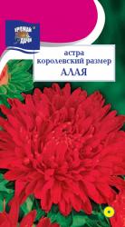 астра КОРОЛЕВСКИЙ  РАЗМЕР  АЛАЯ  / Урожай у Дачи /